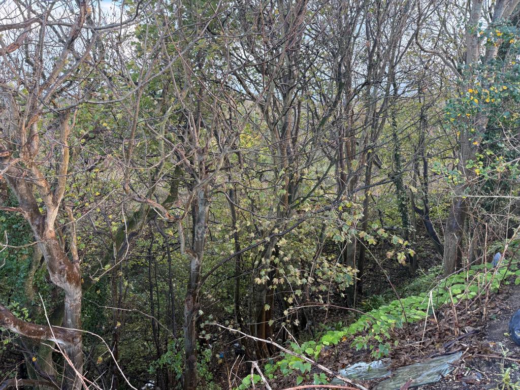 Lot: 48 - THREE ACRES OF LAND WITH POTENTIAL JUST OFF BRIGHTON ROAD - Overgrown woodland from western edge